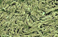 Bacillus thuringiensis Biopesticides